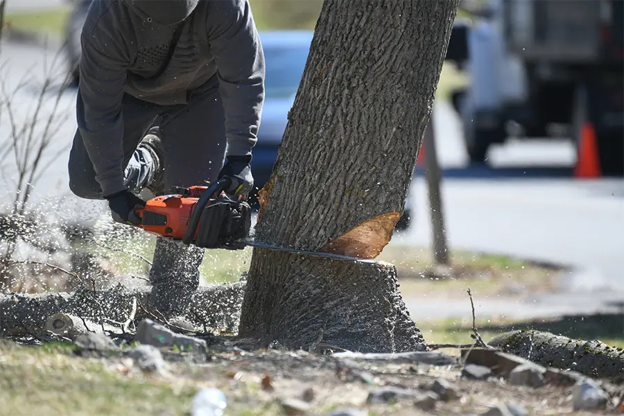 Tree Expert Culpeper, VA Tree Expert Culpeper, VA
